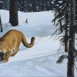 Forest trail cougar